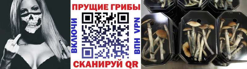 Купить где  Нарткала  Псилоцибиновые грибы MAGIC MUSHROOMS 